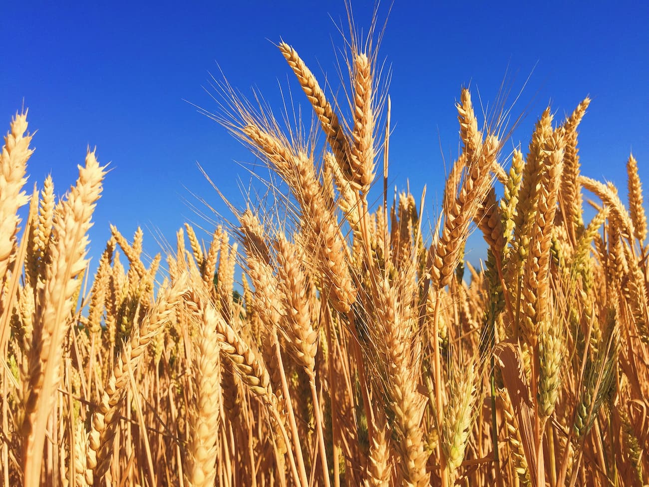 Wheat field and blue sky