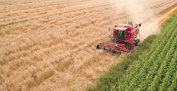 A red combine harvester moves through a golden wheat field, cutting crops beside a row of green corn plants.