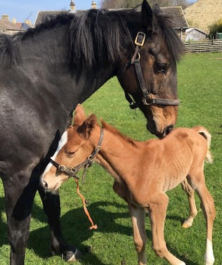 Horse and foal