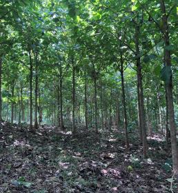Forest of teak trees