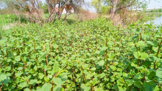 Japanese Knotweed spread out across a meadow