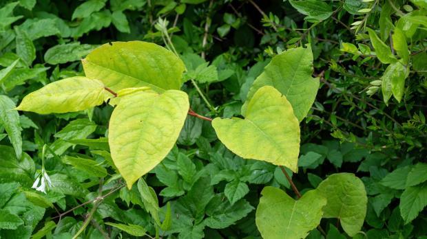 Japanese Knotweed