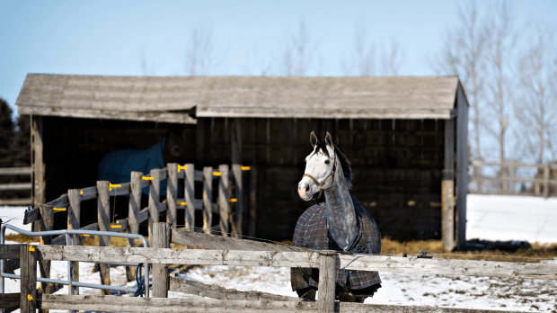 Horse in stable in the snow