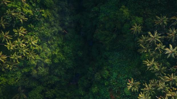 aerial view of a rainforest