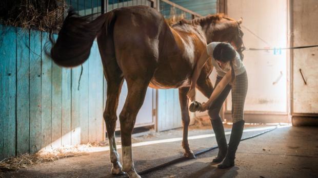 Woman cleaning horses hooves in the stable 
