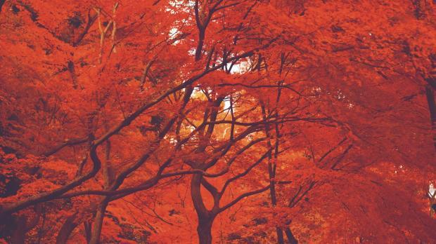 Trees with autumn leaves