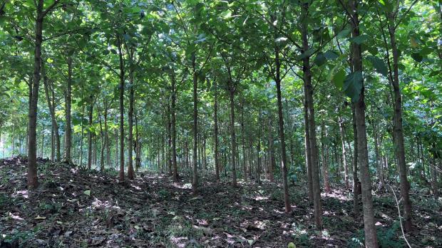 Forest of teak trees