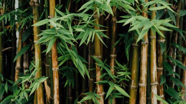 BAMBOO