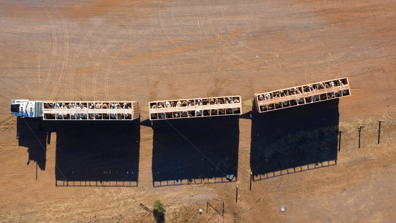 Cattle truck