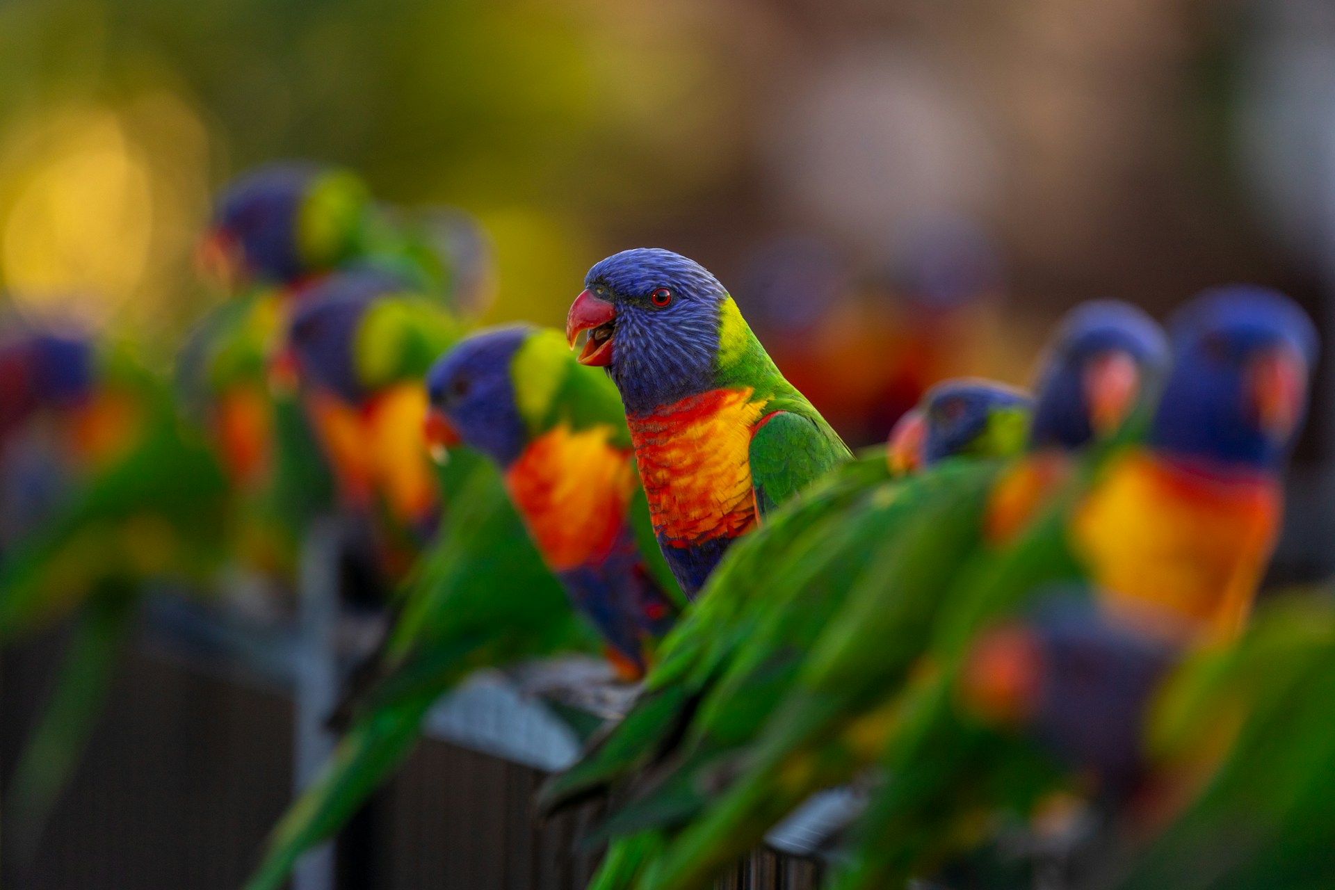 rainbow lorikeets sitting on a ledge