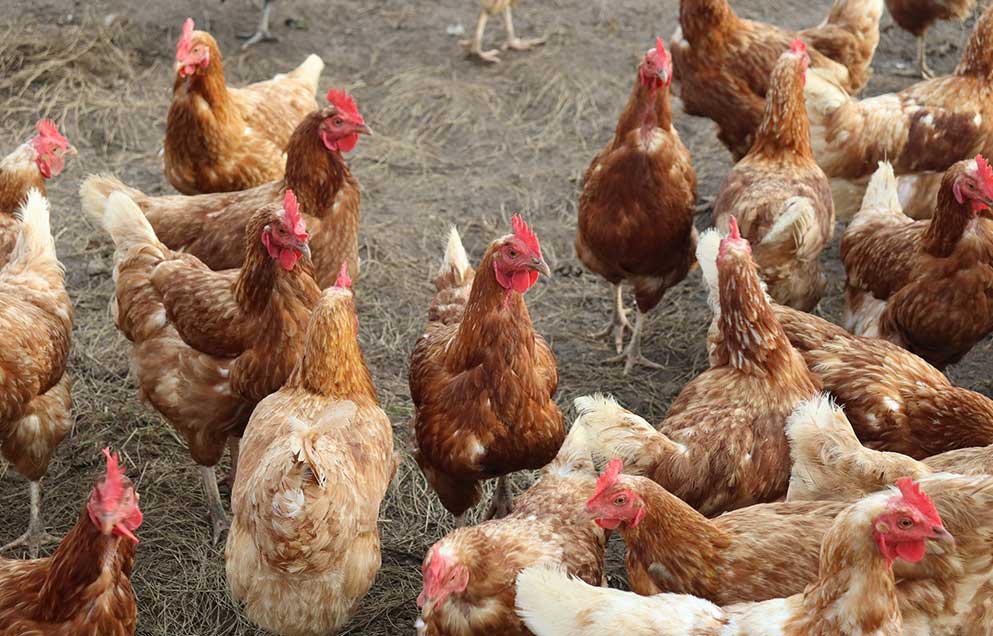 chickens gathered in a farm