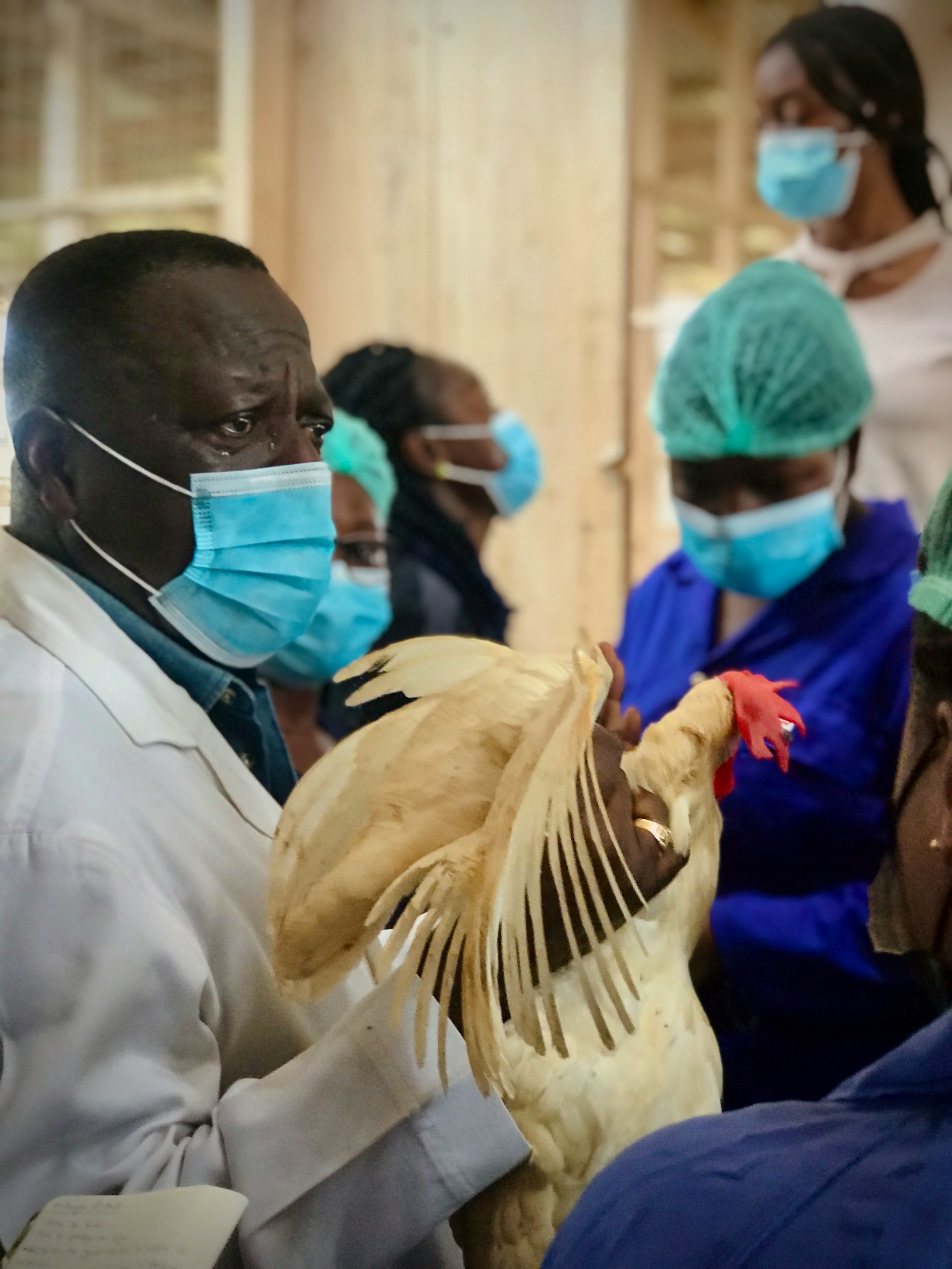 a group of people wearing masks and holding chickens