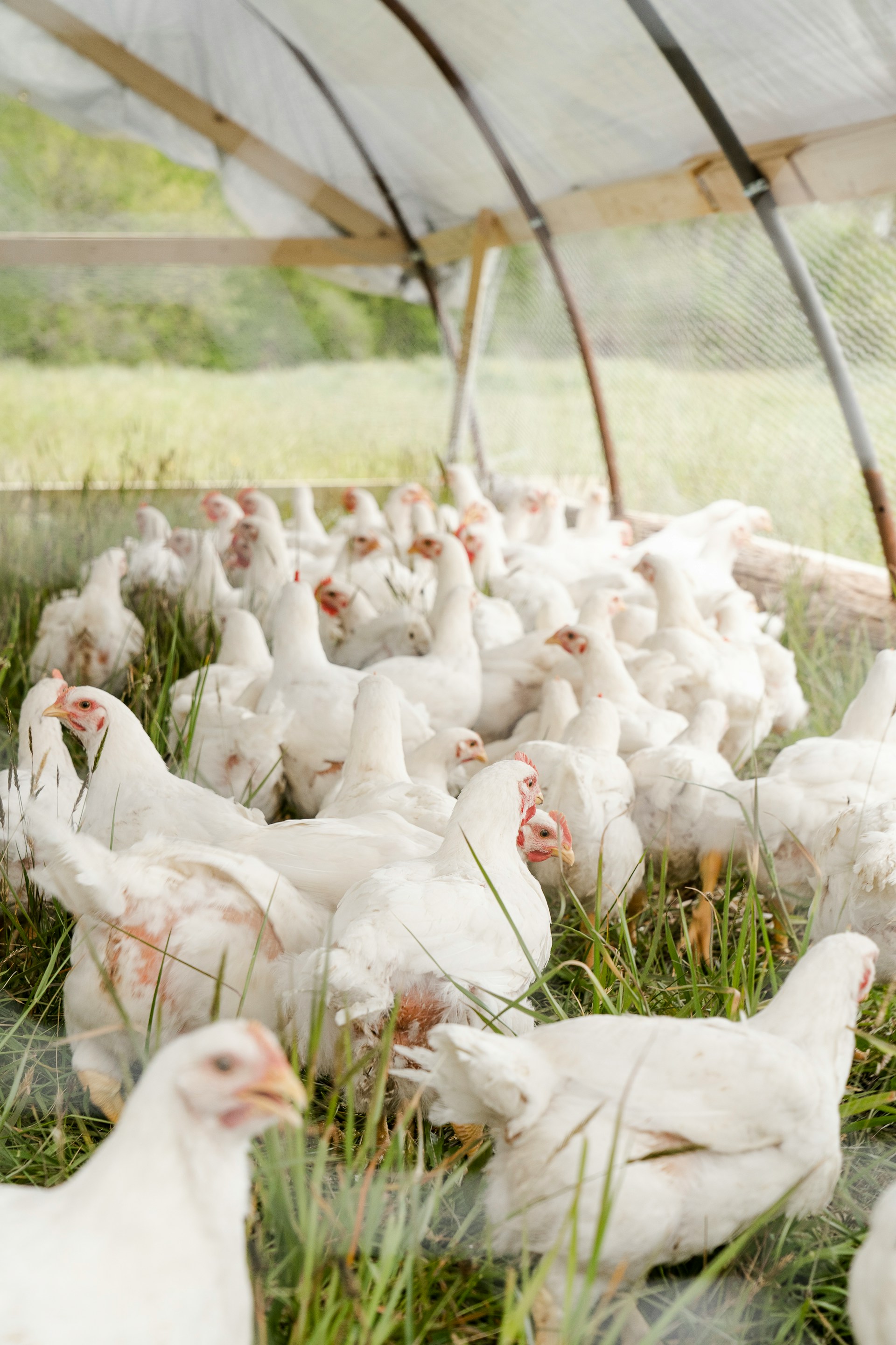 chickens outdoors on a farm