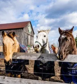 3 horses in horse blankets looking over fence