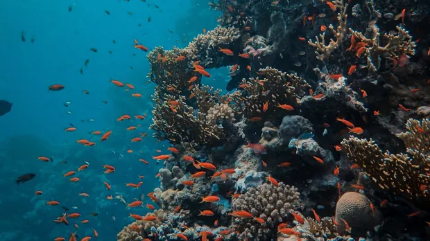 Coral reef