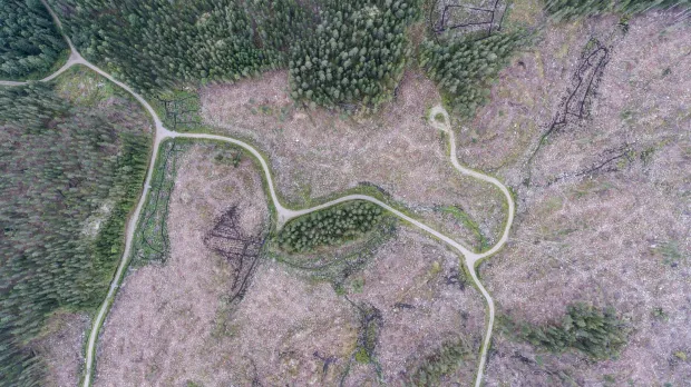 Aerial view of ruined vegetation