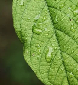 Vegetation