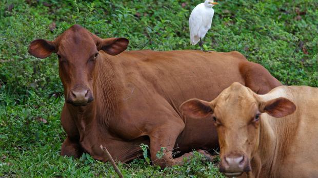 Jamainan Red Poll Cattle on a farm in Jamaica