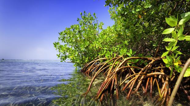 Mangrove forest in a Tropical island