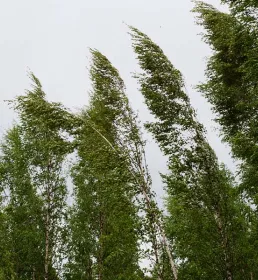vahinkotarina-myrsky