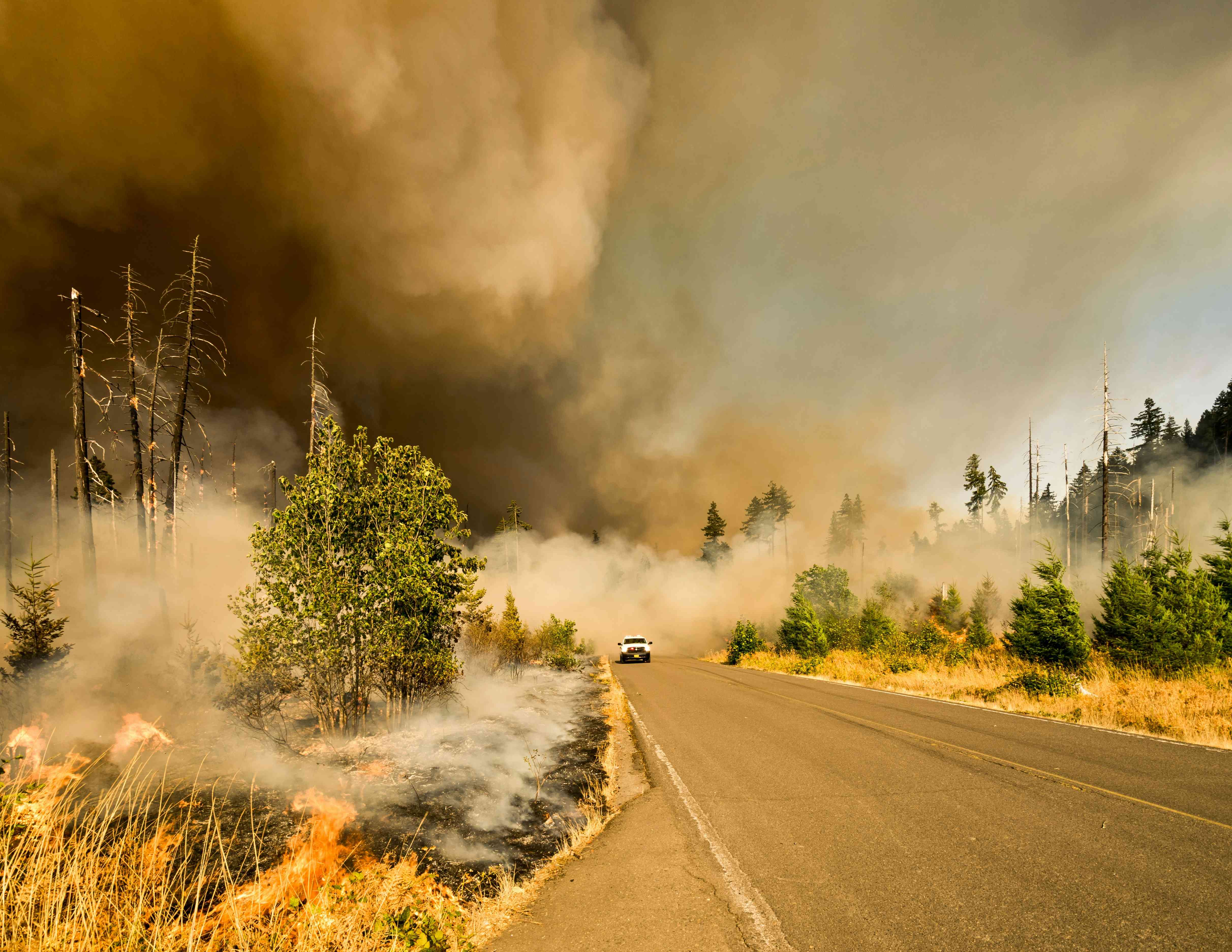 Feu de forêt