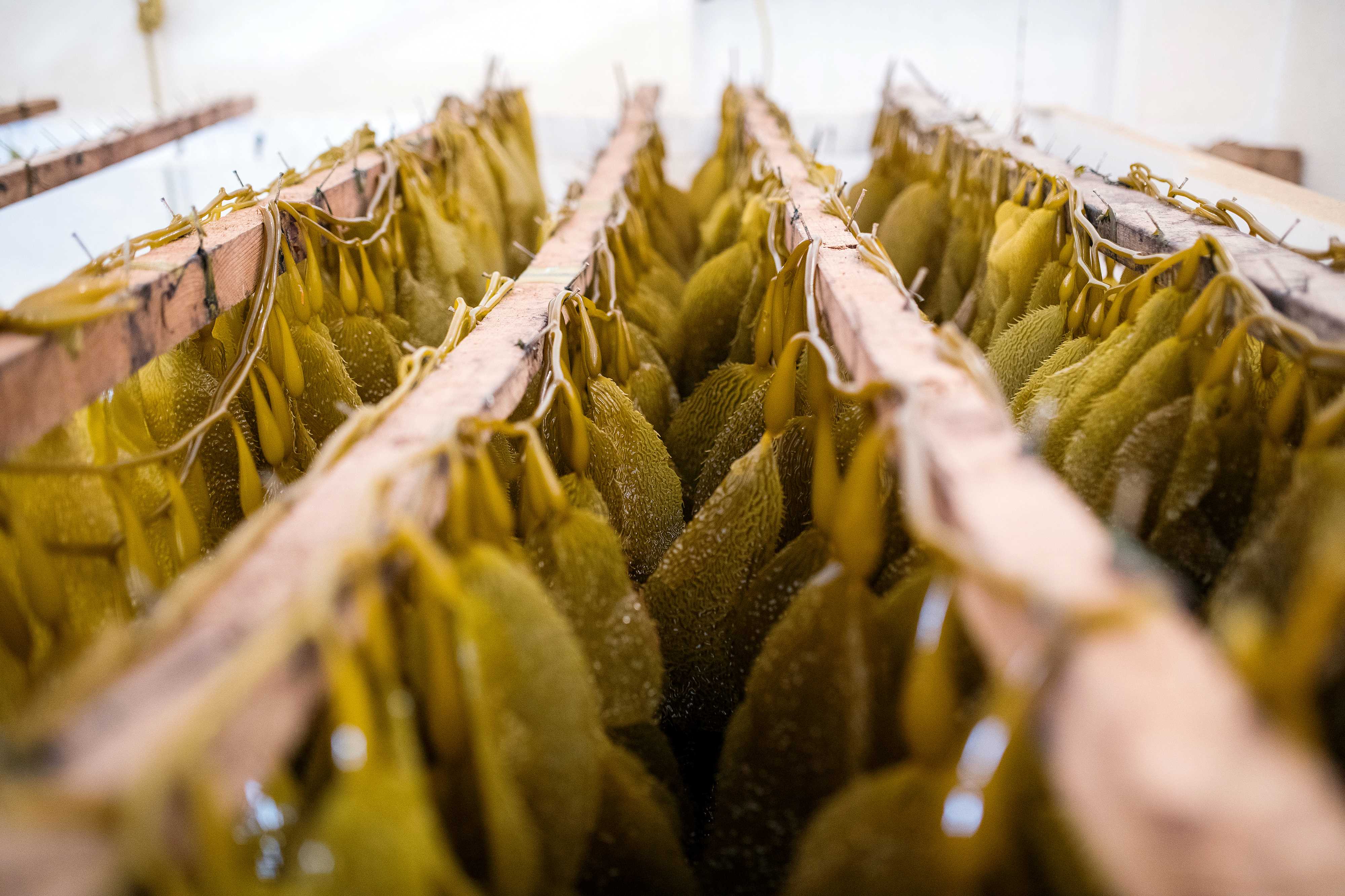 aquaculture