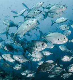 aquaculture