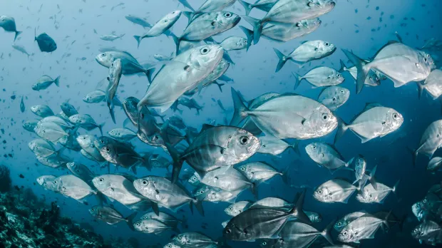 aquaculture aquaculture