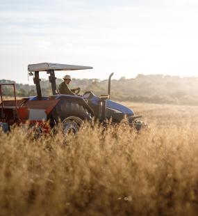 A farmer drives a tractor through a field of wheat