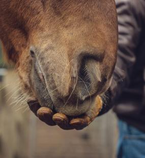 hand feeding horse stable