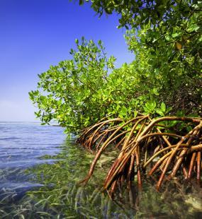Mangrove forest in a Tropical island