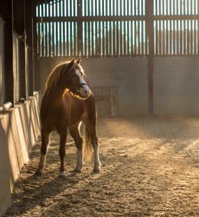 Pony in barn with dappled sunlight falling across flank