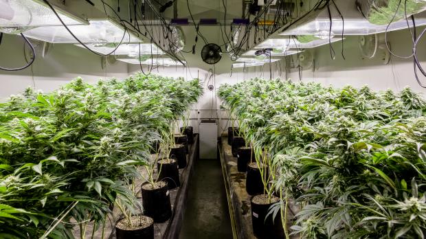 Cannabis farm in domestic property