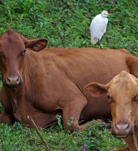 Jamainan Red Poll Cattle on a farm in Jamaica