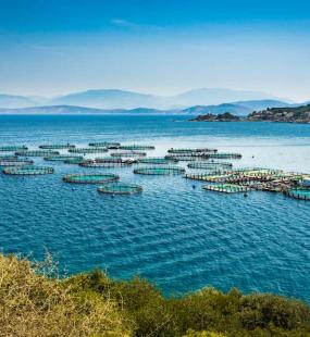 A view of fish farming pools in a lake surrounded by mountains