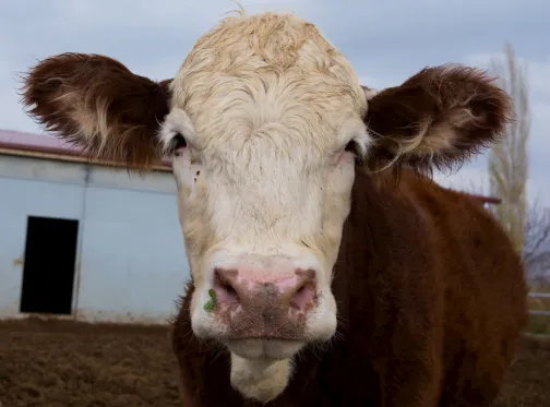 A cow