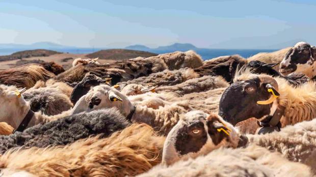 A herd of sheep in front of a distant mountain range