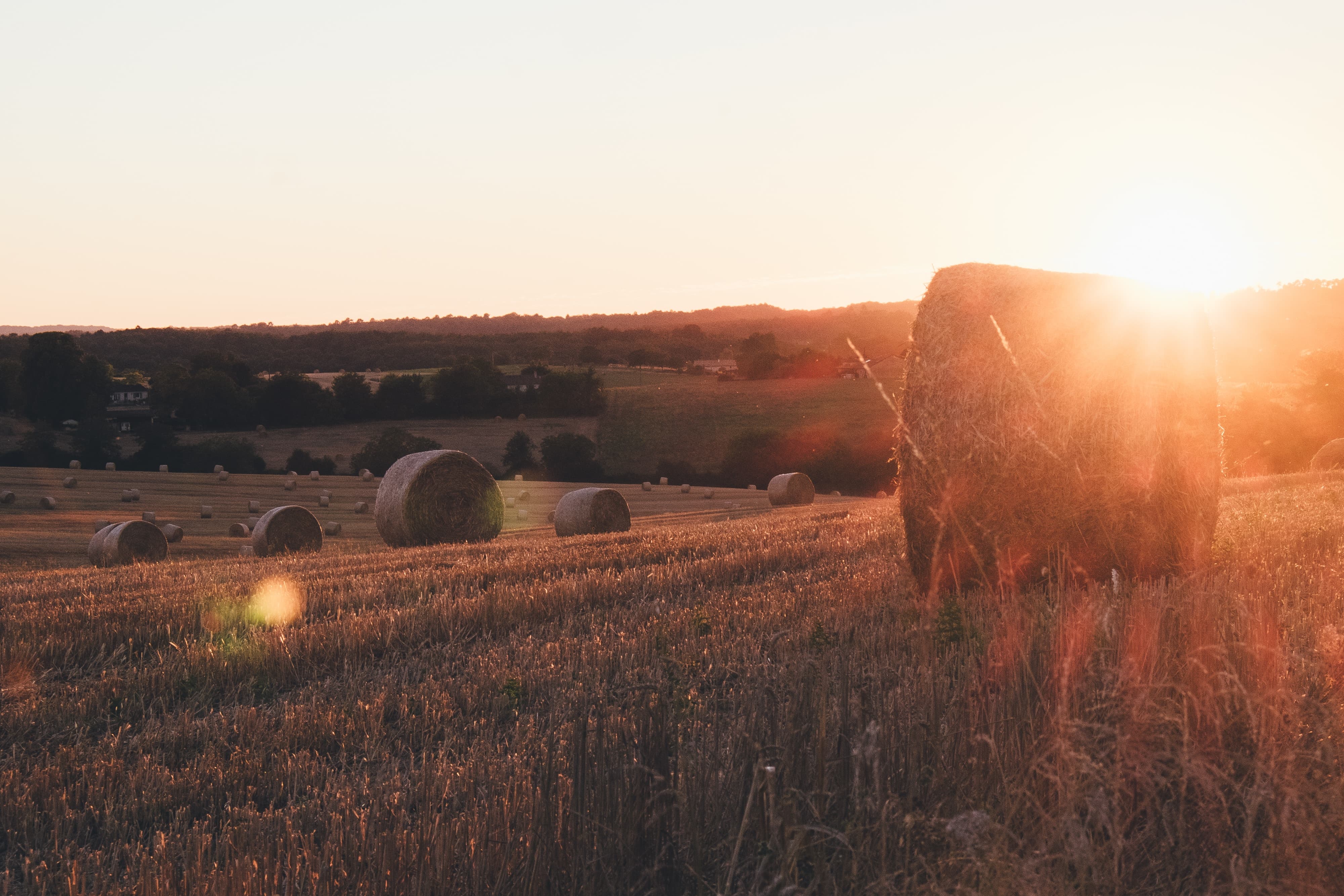 corn field summer 