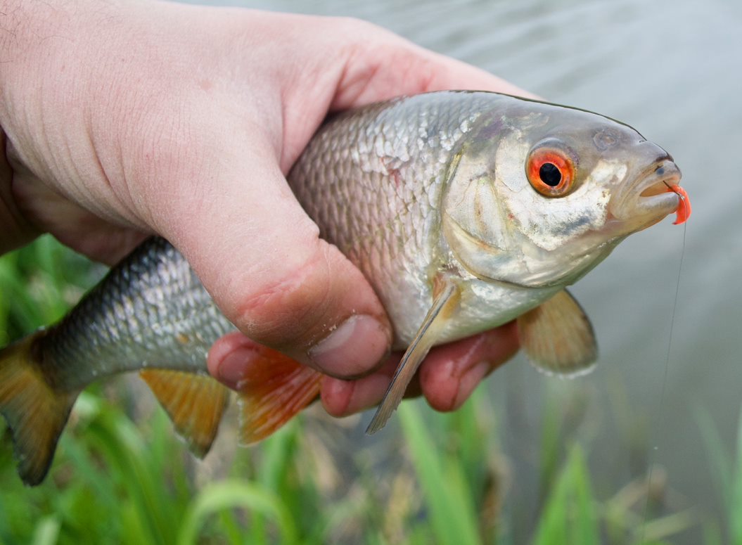 a fish being held by the riverbank