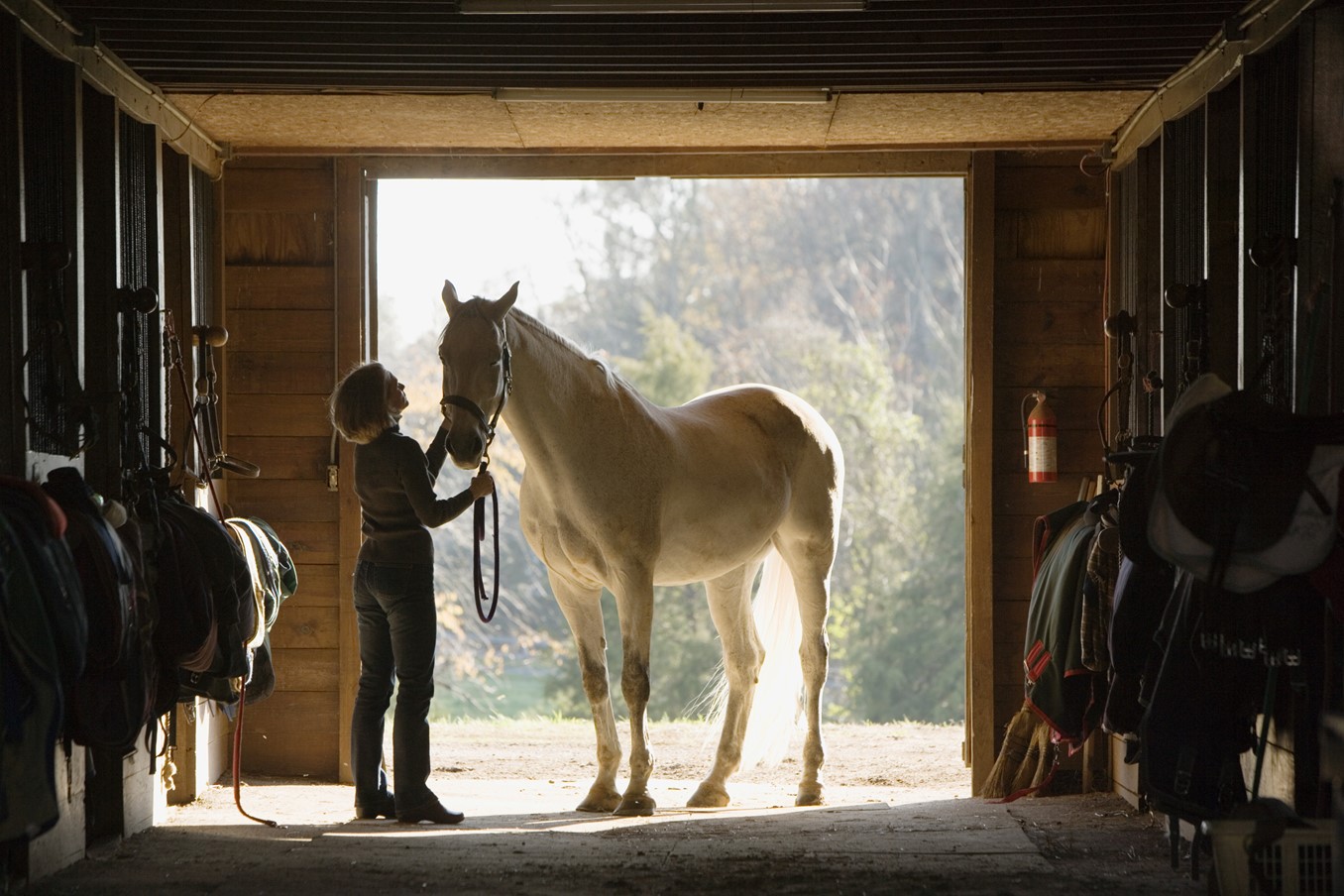 horse in stable