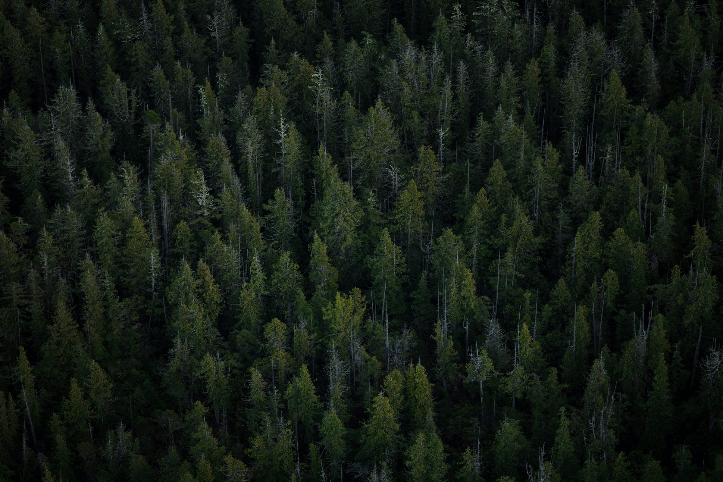 aerial view of tall trees photo