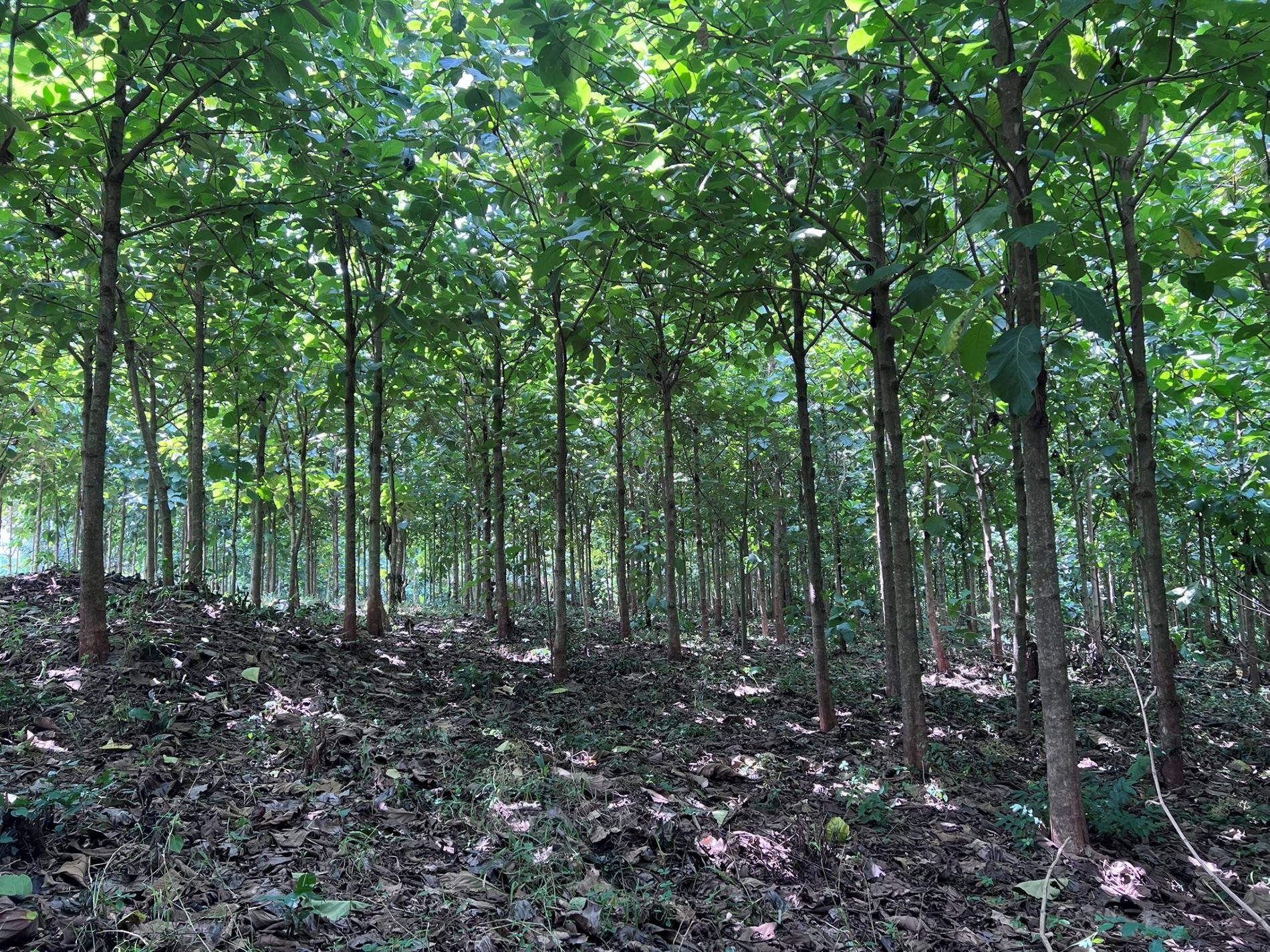 Forest of teak trees