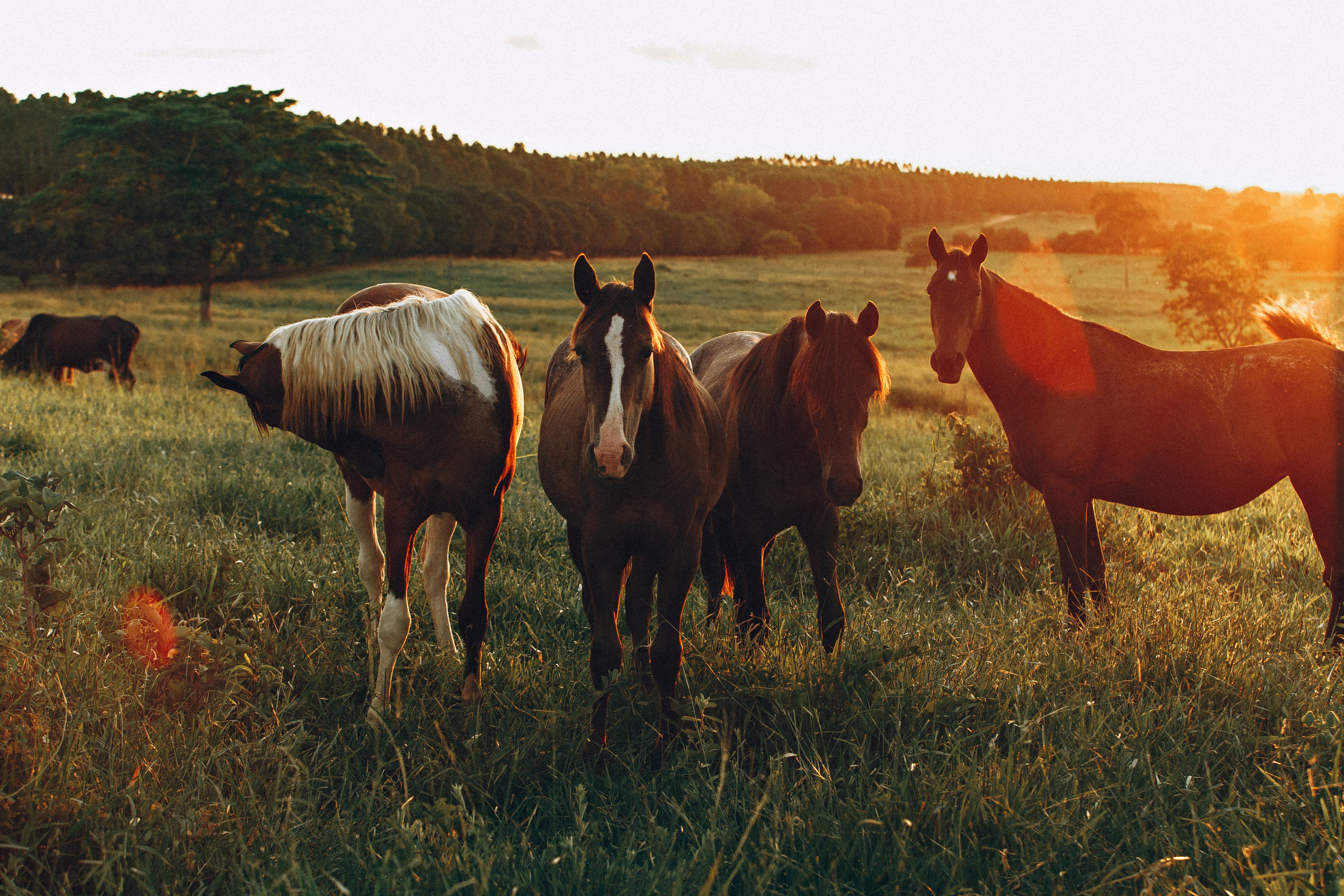 Horses in a field