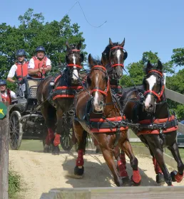 competion horses racing carriagedriving