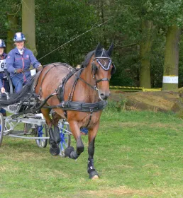 horse carriagedriving racing two females