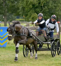 carriage racing horses running