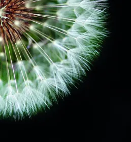 Care dandelion
