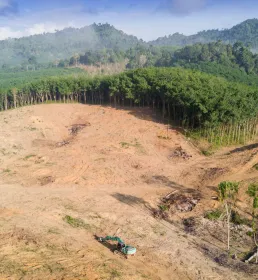 Deforestation in the rainforest