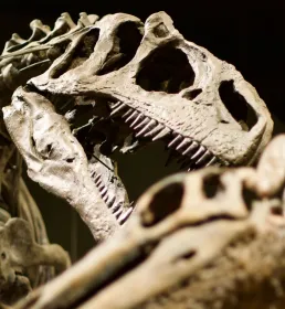 Fossils on display in a museum
