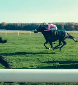 Bloodstock horse racing